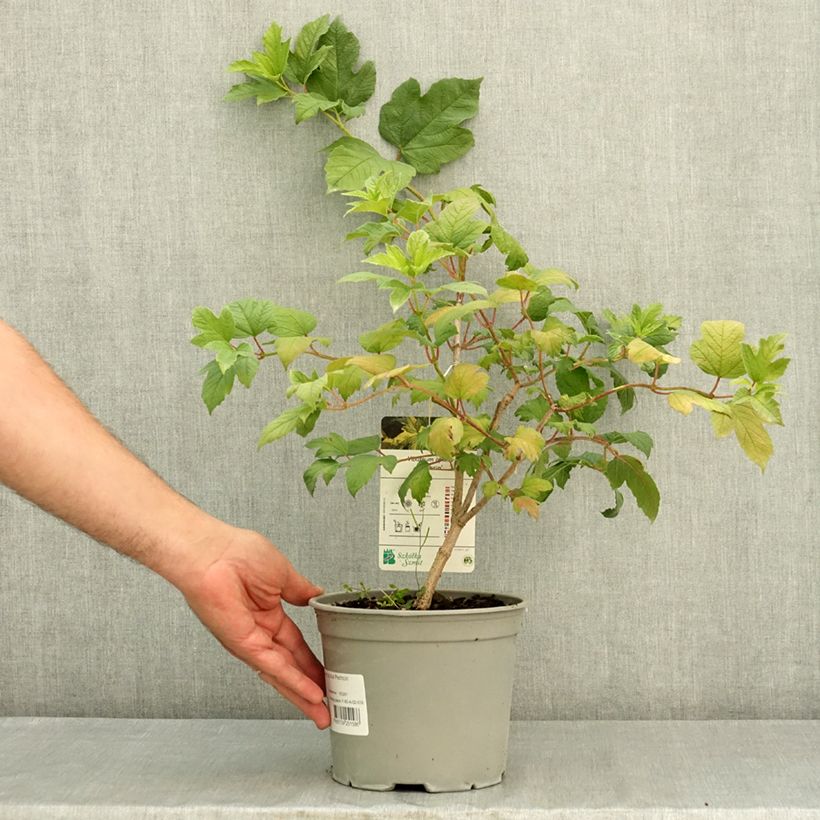 Esemplare di Viburnum opulus Pechcin - Oppio Vaso da 3L/4L consegnato in estate