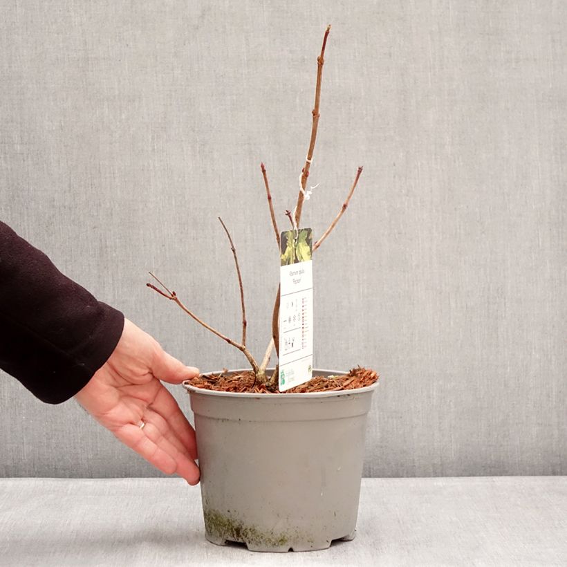 Viburnum opulus Pechcin - Oppio Vaso da 3L/4L esemplare consegnato in inverno