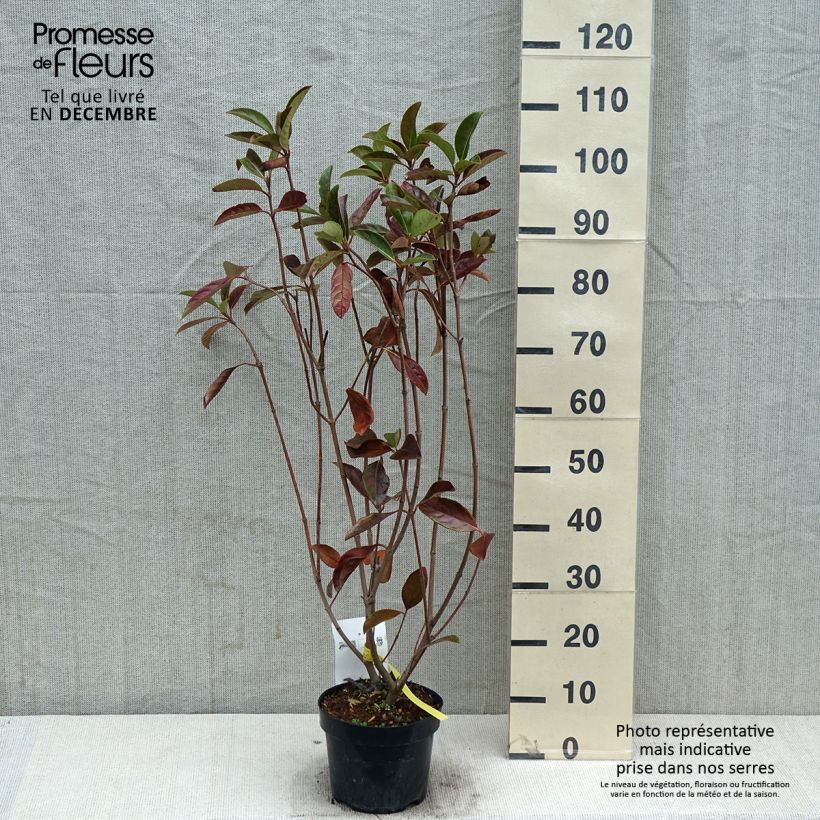 Esemplare di Viburnum odoratissimum - Viburno dolce Vaso da 2L/3L come consegnato in autunno