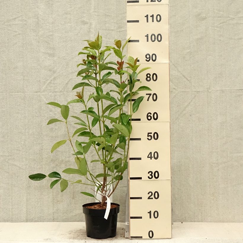 Viburnum odoratissimum - Viburno dolce Vaso da 2L/3L esemplare consegnato in primavera