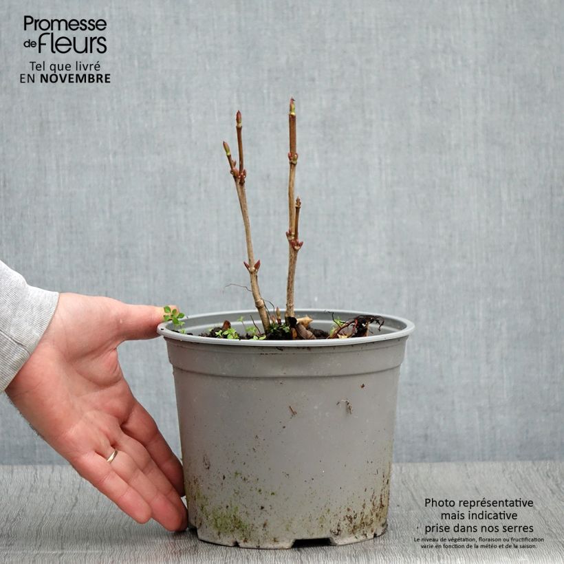 Esemplare di Viburnum trilobum Spring Red Compact Vaso da 3L/4L come consegnato in autunno