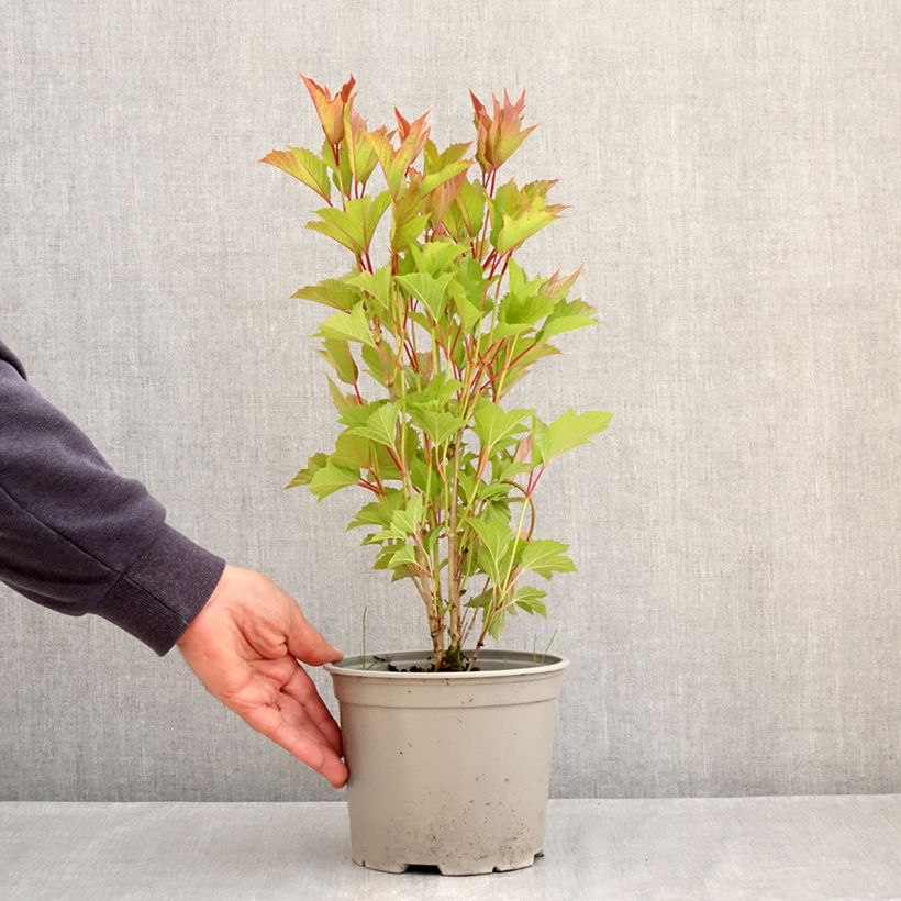 Viburnum trilobum Spring Red Compact Vaso da 3L/4L esemplare consegnato in primavera
