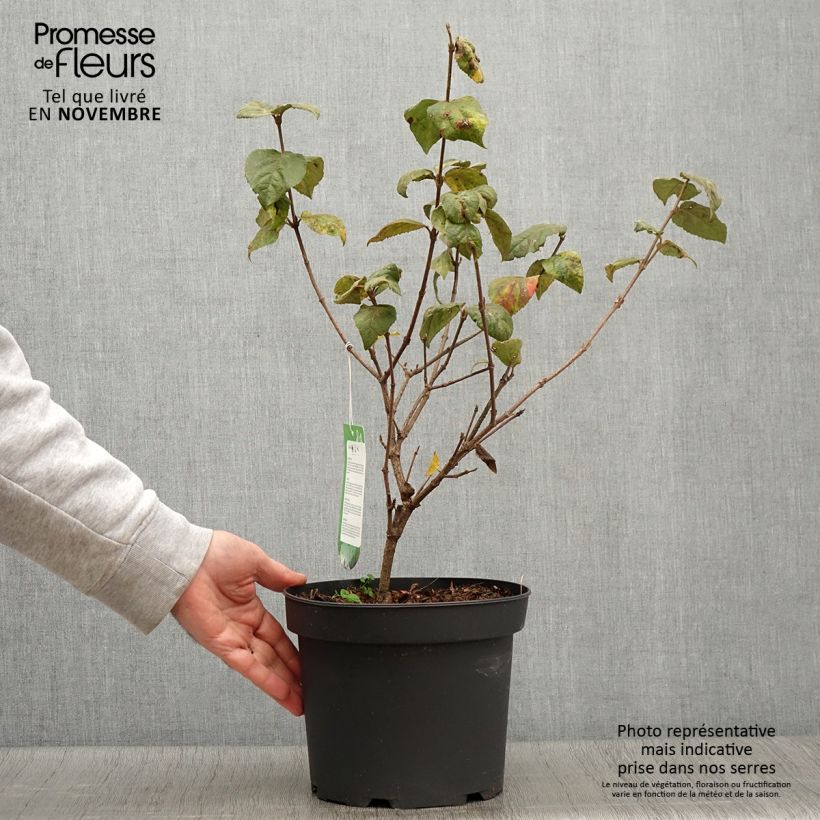 Esemplare di Viburnum carlesii Aurora Vaso da 3L/4L come consegnato in autunno