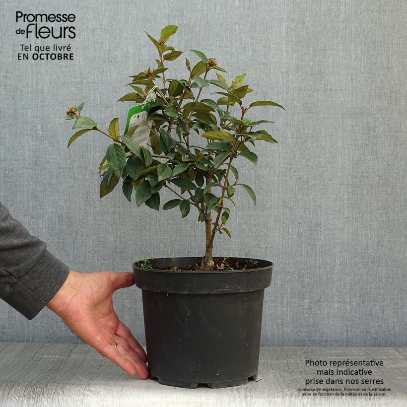 Esemplare di Viburnum utile Eskimo Vaso da 2L/3L come consegnato in autunno