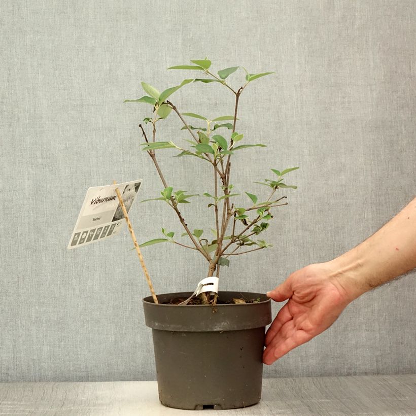 Esemplare di Viburnum utile Eskimo Vaso da 4L/5L consegnato in estate
