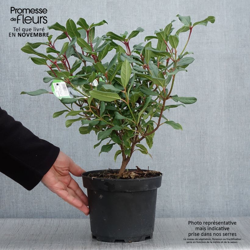 Esemplare di Viburnum davidii Jermyns Globe Vaso da 3L/4L come consegnato in autunno