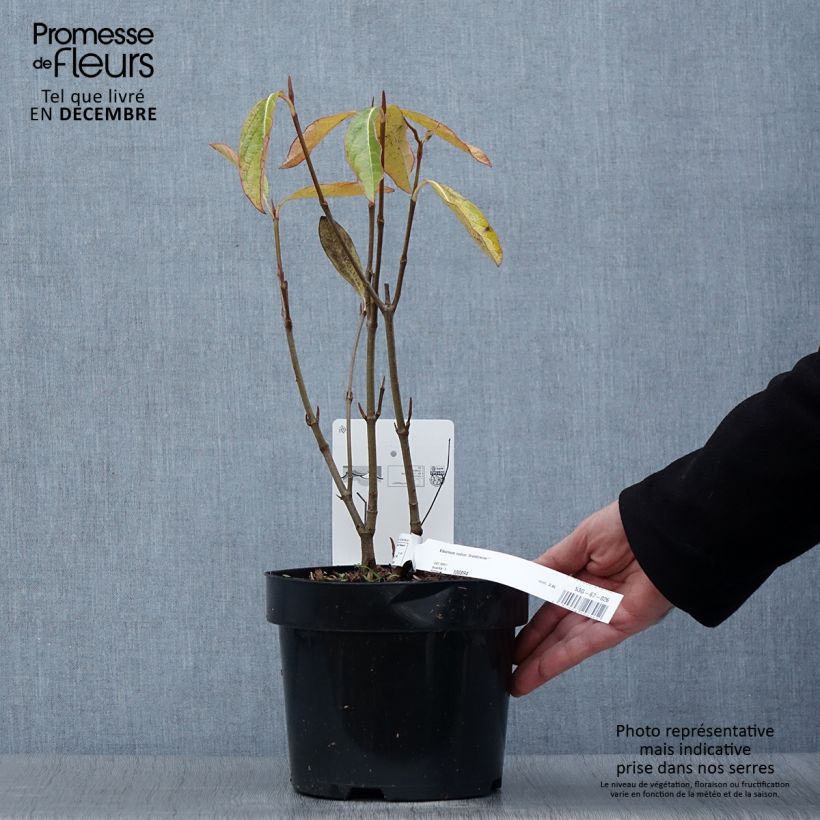 Esemplare di Viburnum nudum Brandywine Vaso da 2L/3L come consegnato in autunno