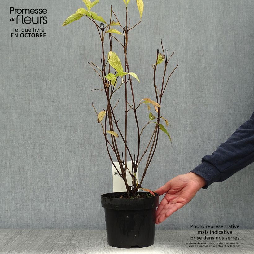 Esemplare di Viburnum nudum Pink Beauty Vaso da 3L/4L come consegnato in autunno