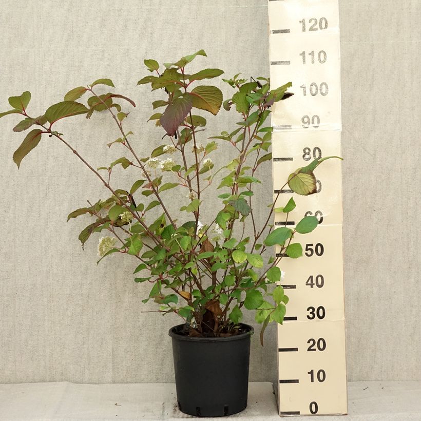 Esemplare di Viburnum plicatum Grandiflorum Noble Vaso da 12L/15L come consegnato in autunno