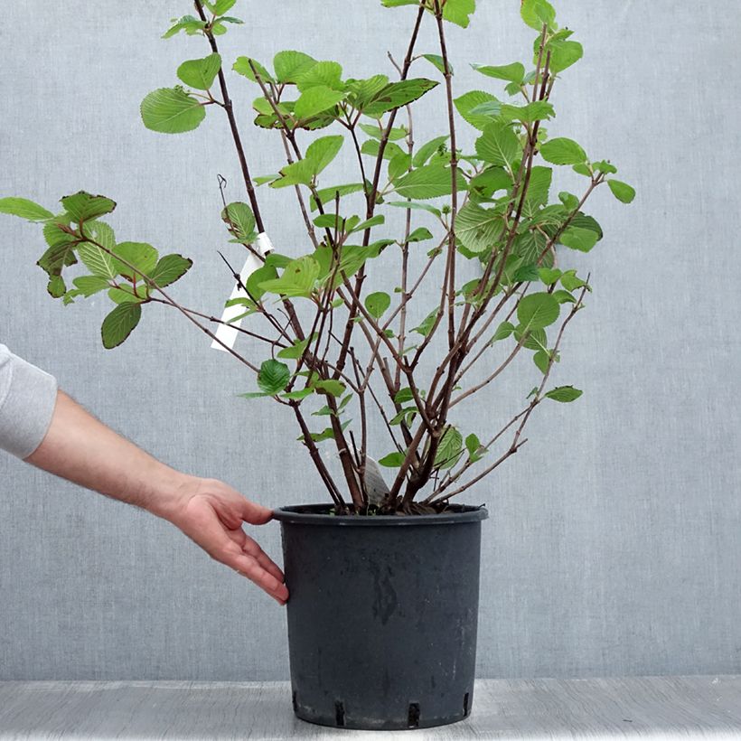 Esemplare di Viburnum plicatum Grandiflorum Noble Vaso da 12L/15L consegnato in estate