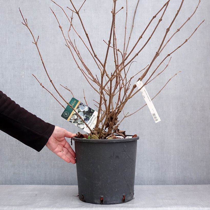 Viburnum plicatum Grandiflorum Noble Vaso da 12L/15L esemplare consegnato in inverno