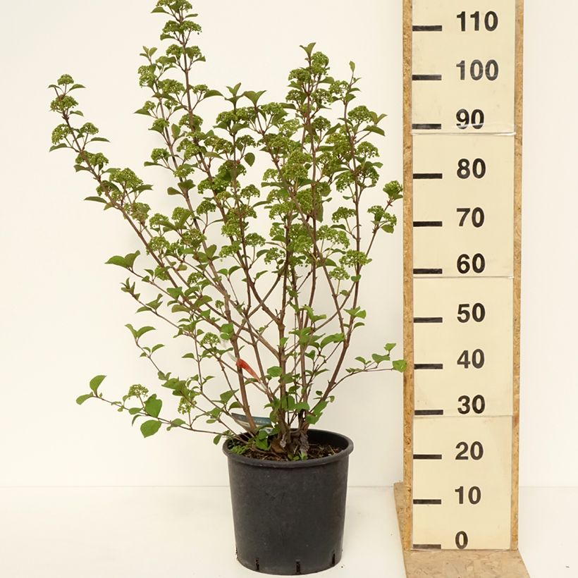Viburnum plicatum Grandiflorum Noble Vaso da 12L/15L esemplare consegnato in primavera