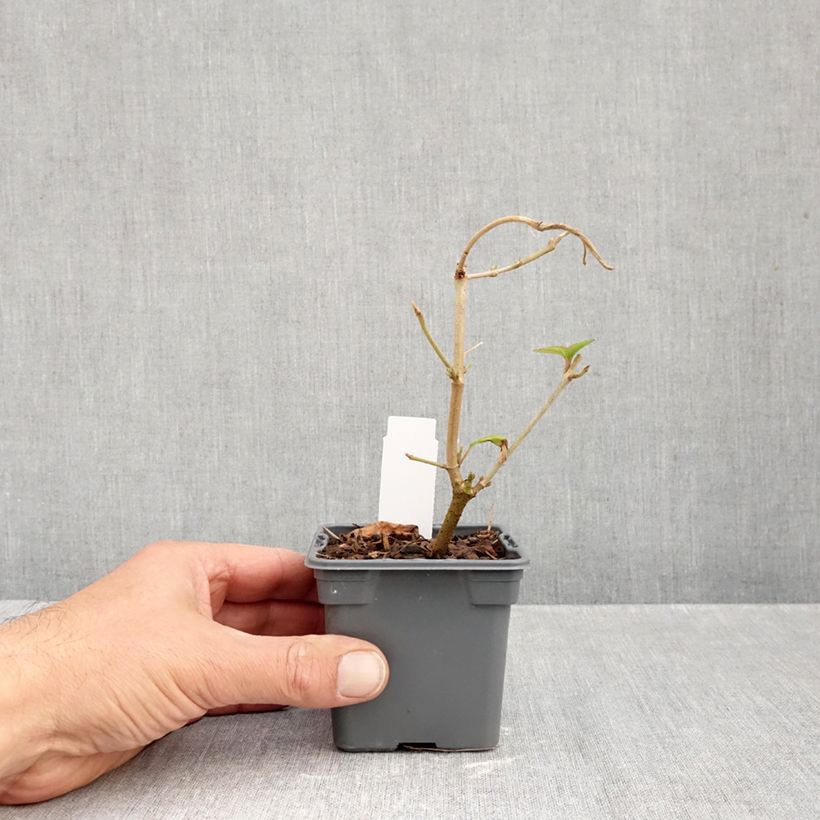 Esemplare di Viburnum plicatum Kilimanjaro Vasetto da 8/9 cm come consegnato in autunno