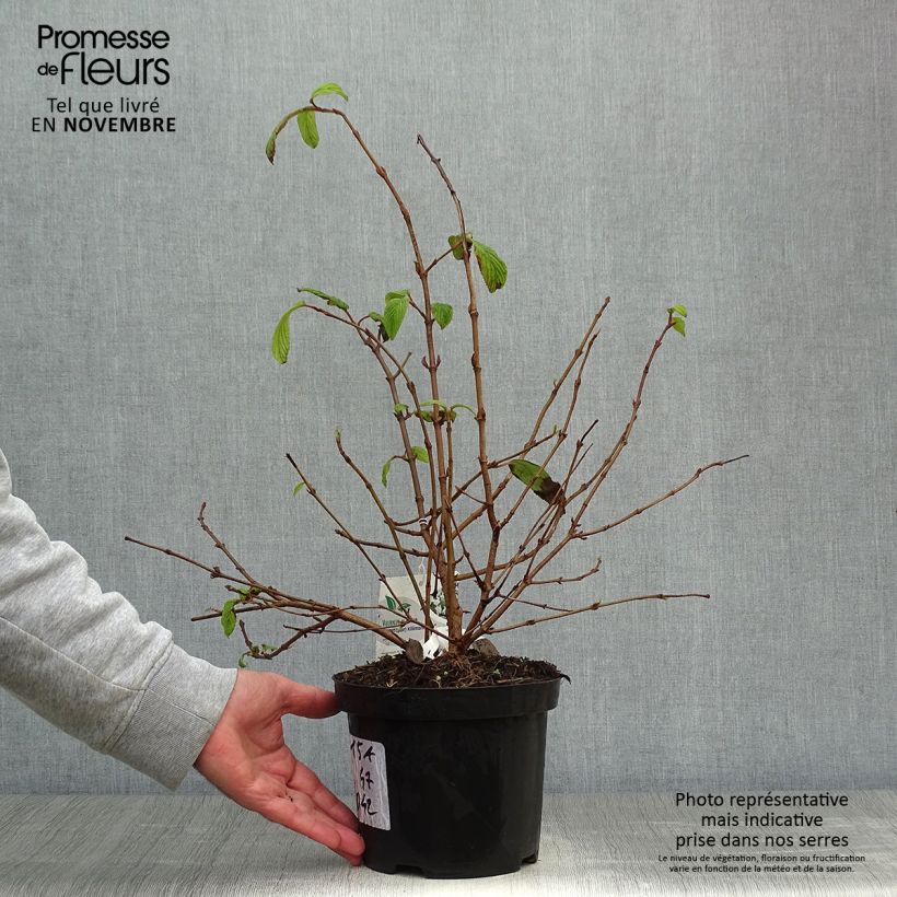 Esemplare di Viburnum plicatum Kilimanjaro Vaso da 2L/3L come consegnato in autunno