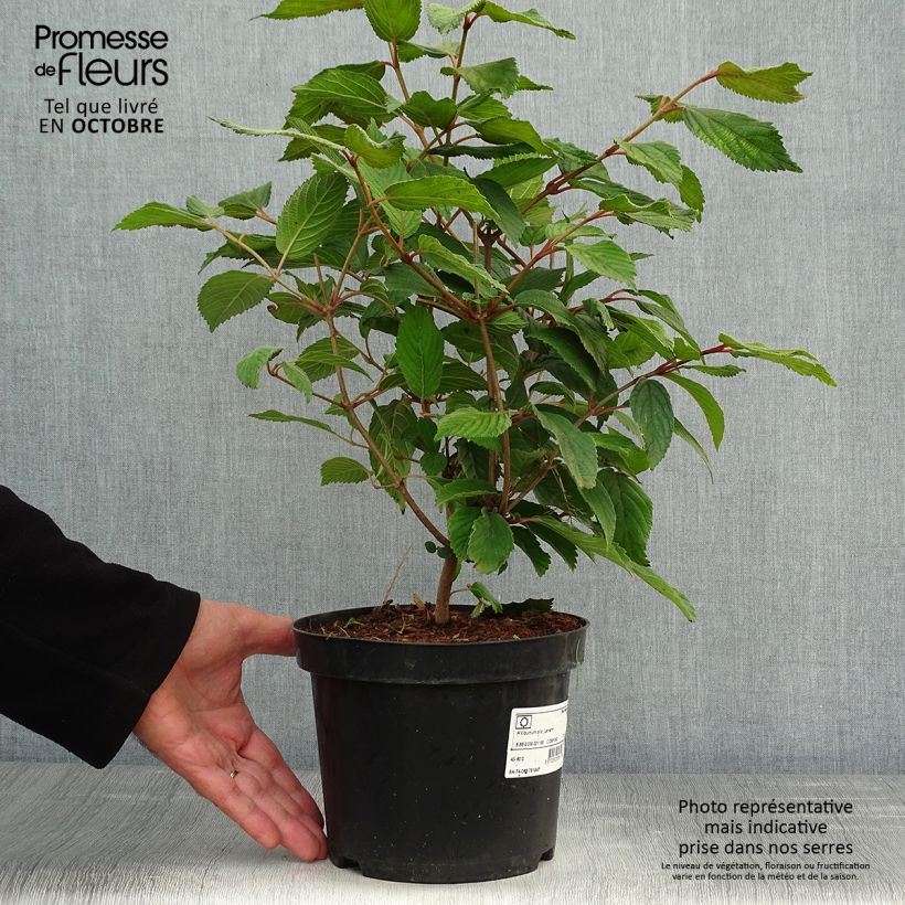 Esemplare di Viburnum plicatum Lanarth Vaso da 2L/3L come consegnato in autunno