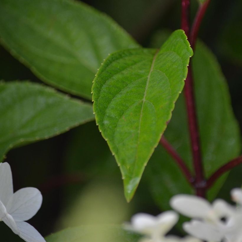 Viburnum plicatum Mariesii Great Star (Fogliame)