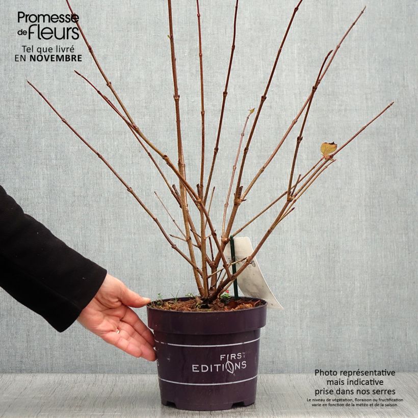 Esemplare di Viburnum plicatum Opening Day Vaso da 1,5L/2L come consegnato in autunno