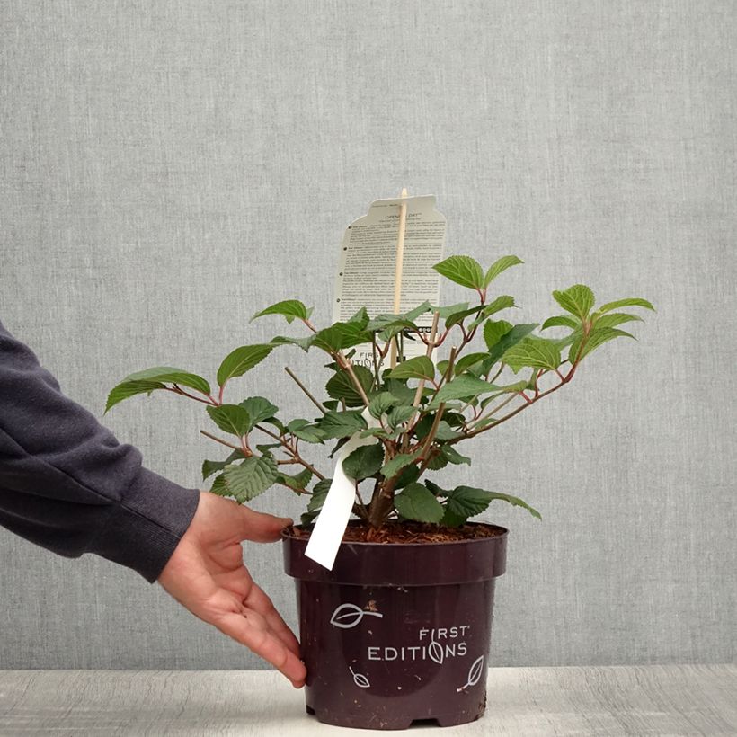 Esemplare di Viburnum plicatum Opening Day Vaso da 1,5L/2L consegnato in estate