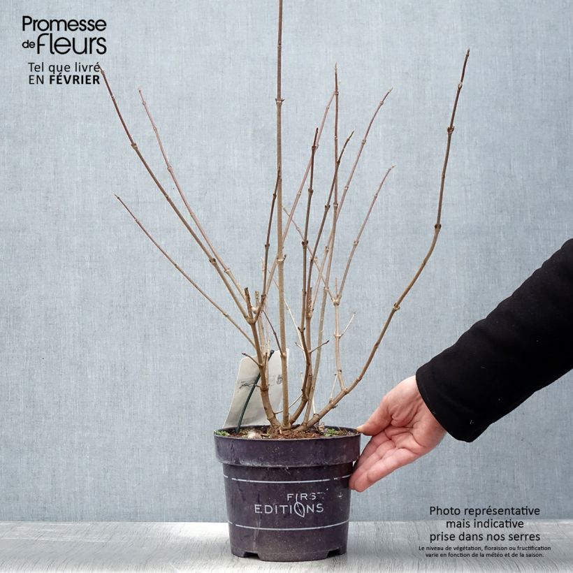 Viburnum plicatum Opening Day Vaso da 1,5L/2L esemplare consegnato in inverno