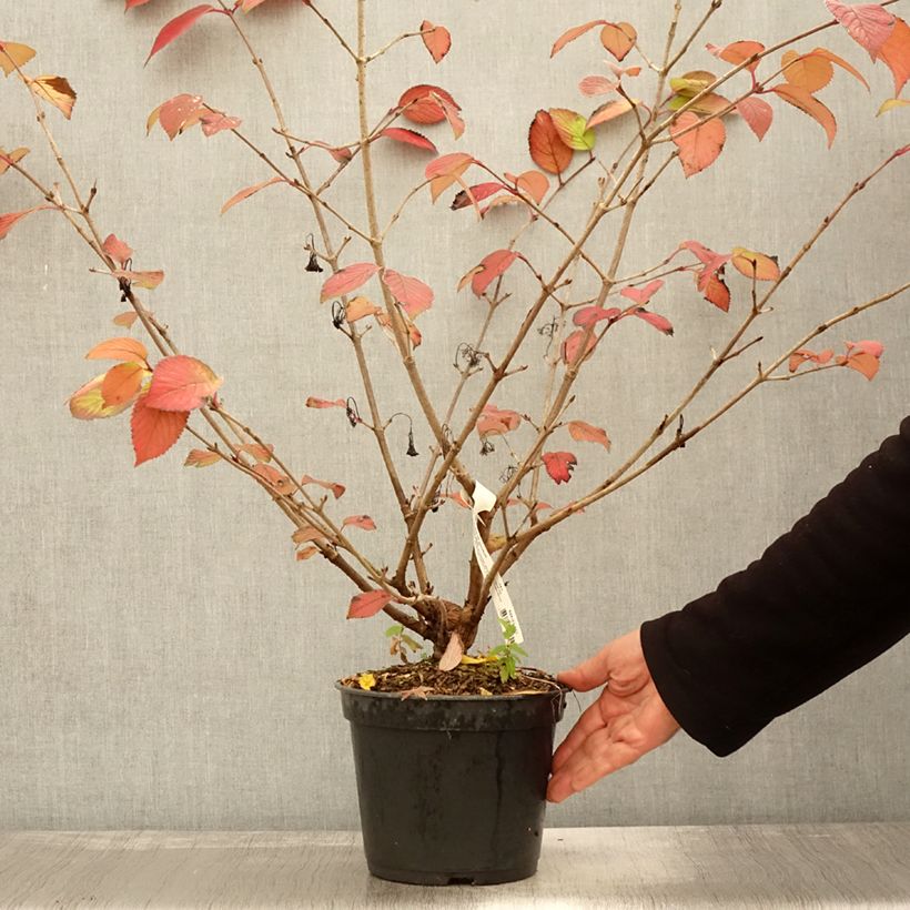 Esemplare di Viburnum plicatum Opening Day Vaso da 3L/4L come consegnato in autunno