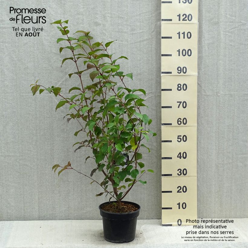 Esemplare di Viburnum plicatum Opening Day Vaso da 3L/4L consegnato in estate
