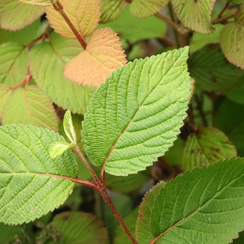 Viburnum plicatum Opening Day (Fogliame)