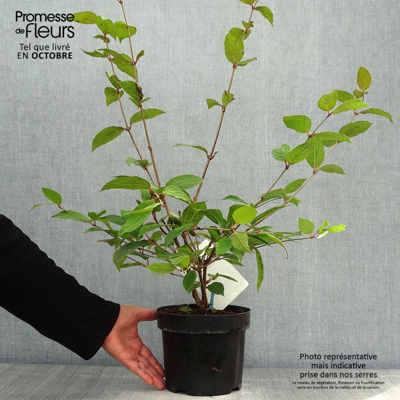 Esemplare di Viburnum plicatum Pink Beauty Vaso da 2L/3L come consegnato in autunno