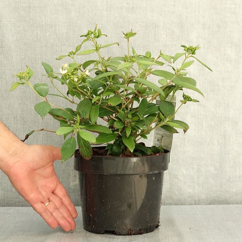 Esemplare di Viburnum plicatum Pinkawai Vaso da 3L/4L consegnato in estate