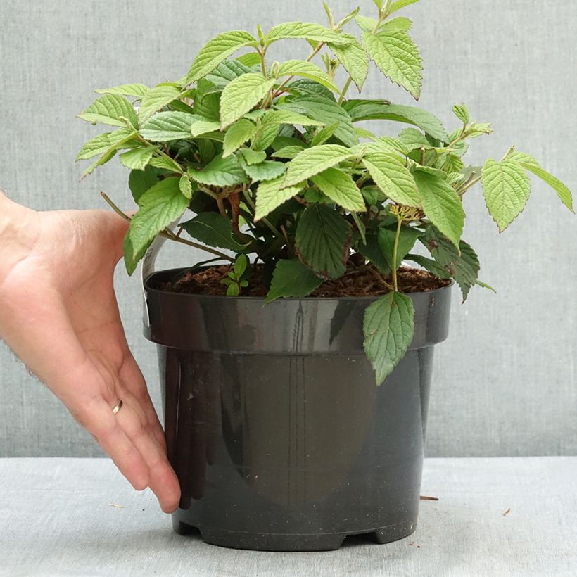 Esemplare di Viburnum plicatum Pinkimono Vaso da 3L/4L consegnato in estate
