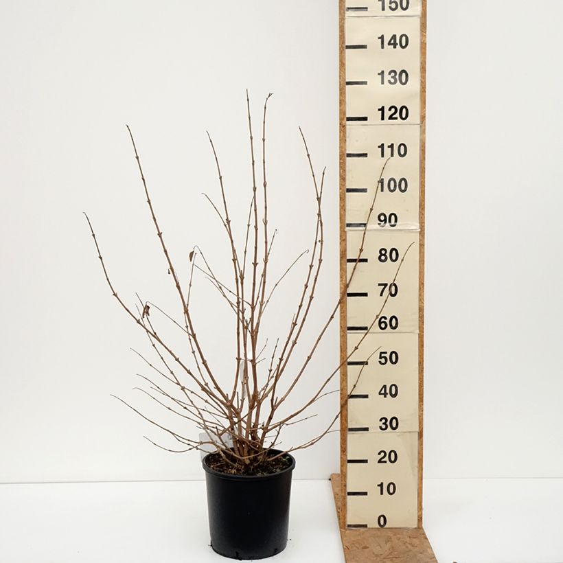 Esemplare di Viburnum plicatum Popcorn Vaso da 12L/15L come consegnato in autunno