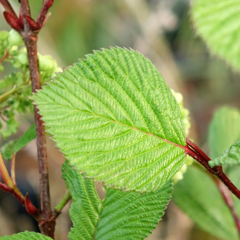 Viburnum plicatum Rotundifolium (Fogliame)