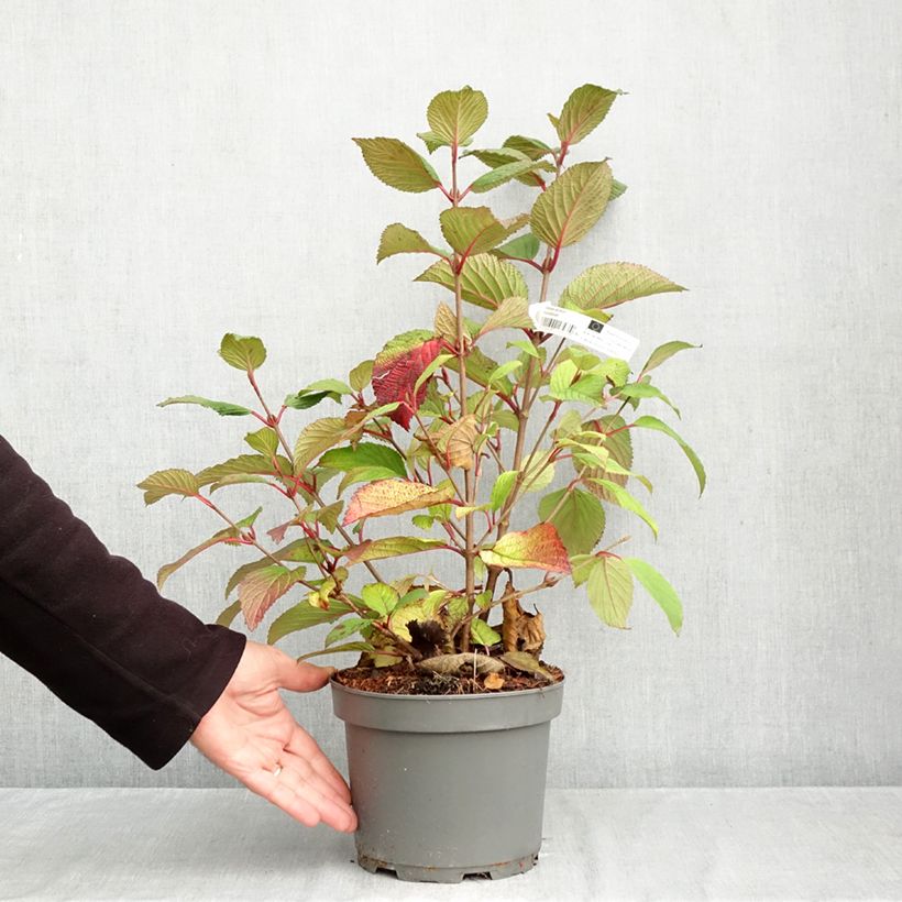 Esemplare di Viburnum plicatum Rotundifolium Vaso da 3L/4L come consegnato in autunno