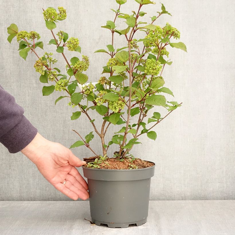 Viburnum plicatum Rotundifolium Vaso da 3L/4L esemplare consegnato in primavera