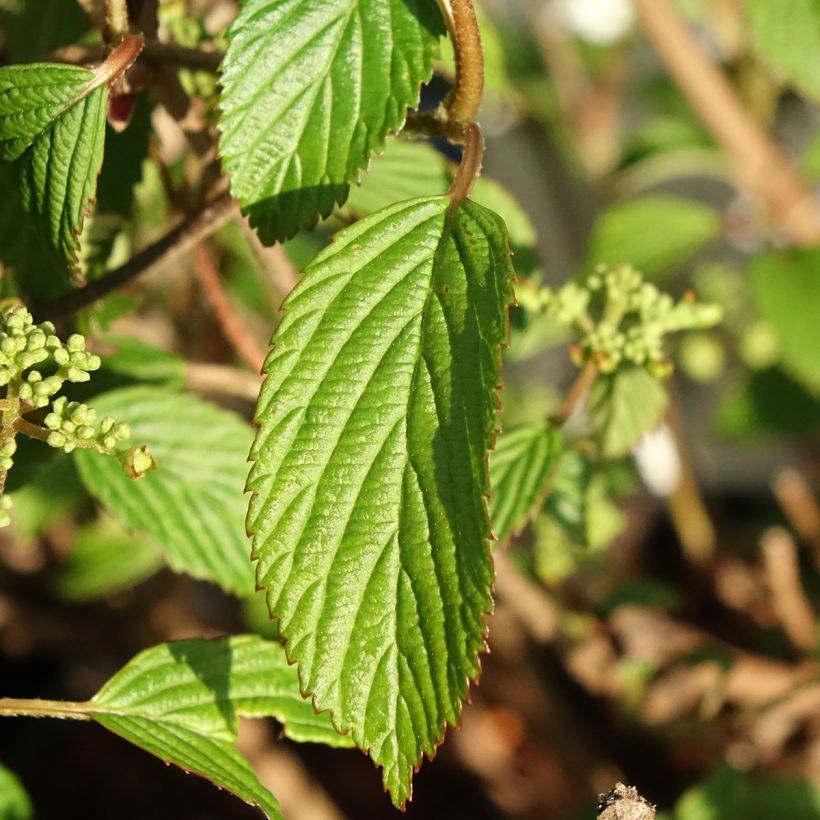 Viburnum plicatum Shirogami (Fogliame)