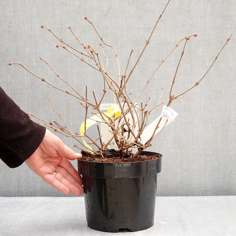 Viburnum plicatum Shirogami Vaso da 3L/4L esemplare consegnato in inverno