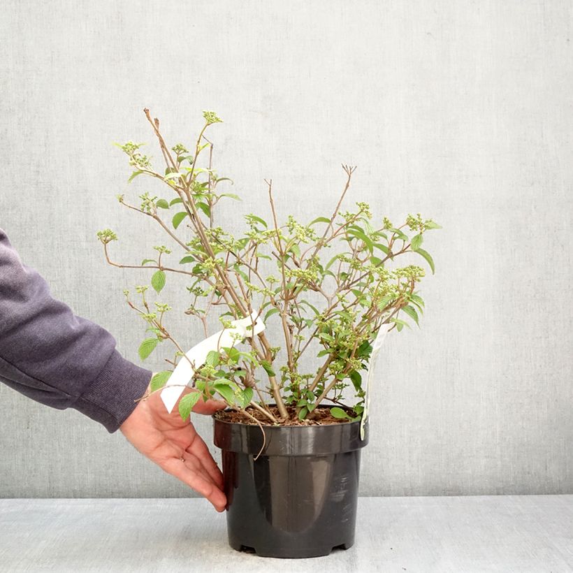 Viburnum plicatum Shirogami Vaso da 3L/4L esemplare consegnato in primavera