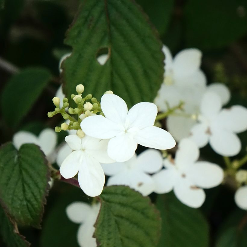 Viburnum plicatum Summer Snow Flake (Fioritura)