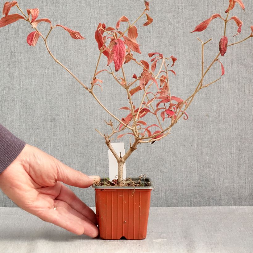 Esemplare di Viburnum plicatum Watanabe Vasetto da 8/9 cm come consegnato in autunno