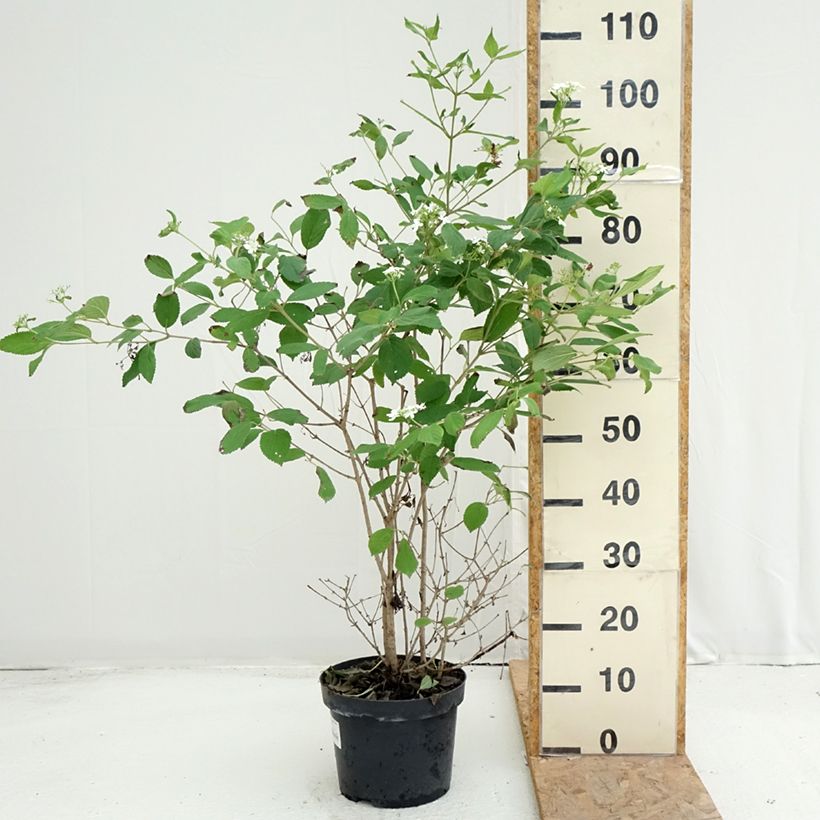 Esemplare di Viburnum plicatum Watanabe Vaso da 3L/4L consegnato in estate