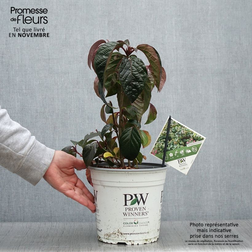 Esemplare di Viburnum Shiny Dancer Vaso da 3L/4L come consegnato in autunno