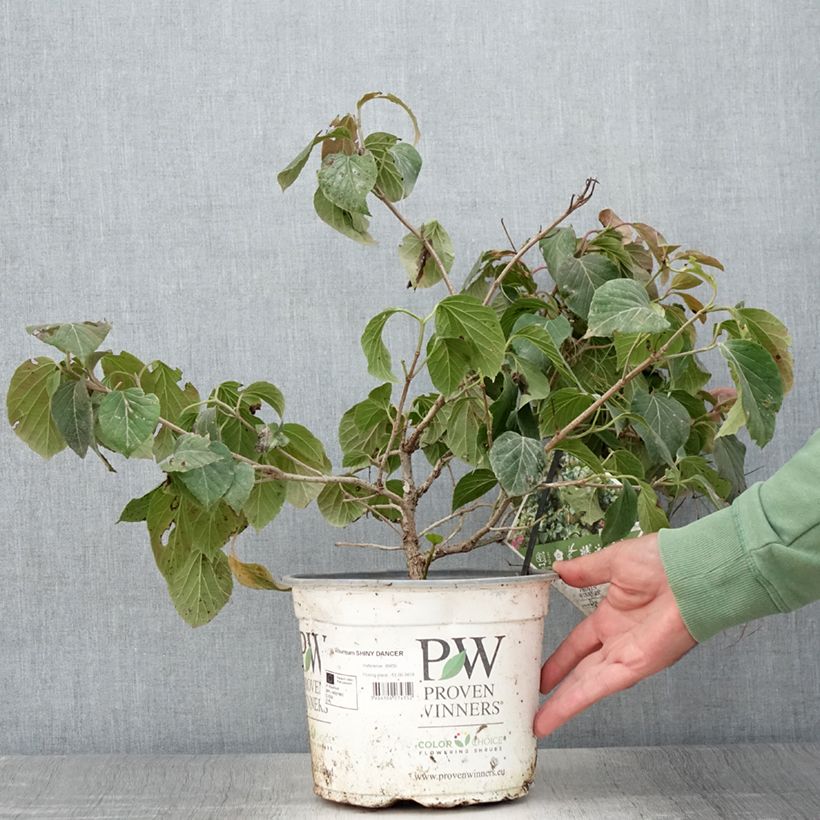 Esemplare di Viburnum Shiny Dancer Vaso da 3L/4L consegnato in estate