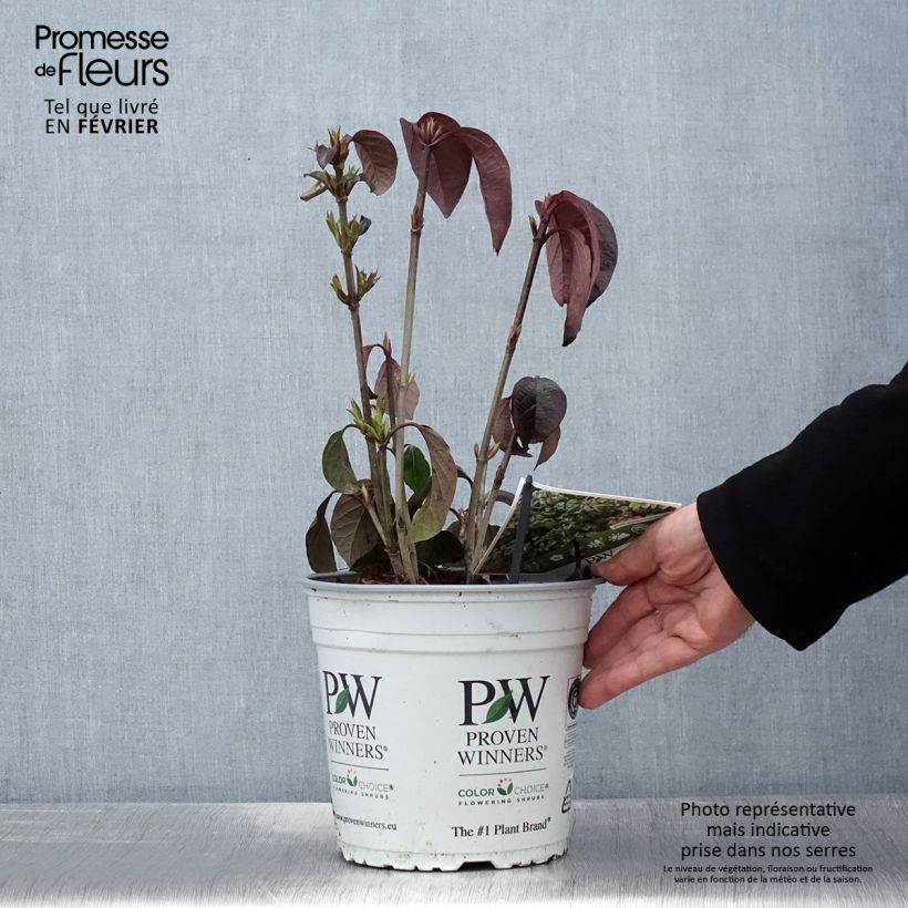 Viburnum Shiny Dancer Vaso da 3L/4L esemplare consegnato in inverno