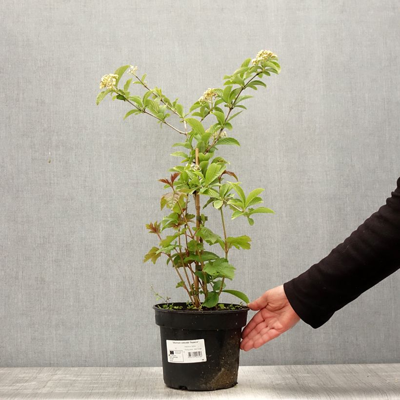 Viburnum sieboldii Seneca Vaso da 4L/5L esemplare consegnato in primavera