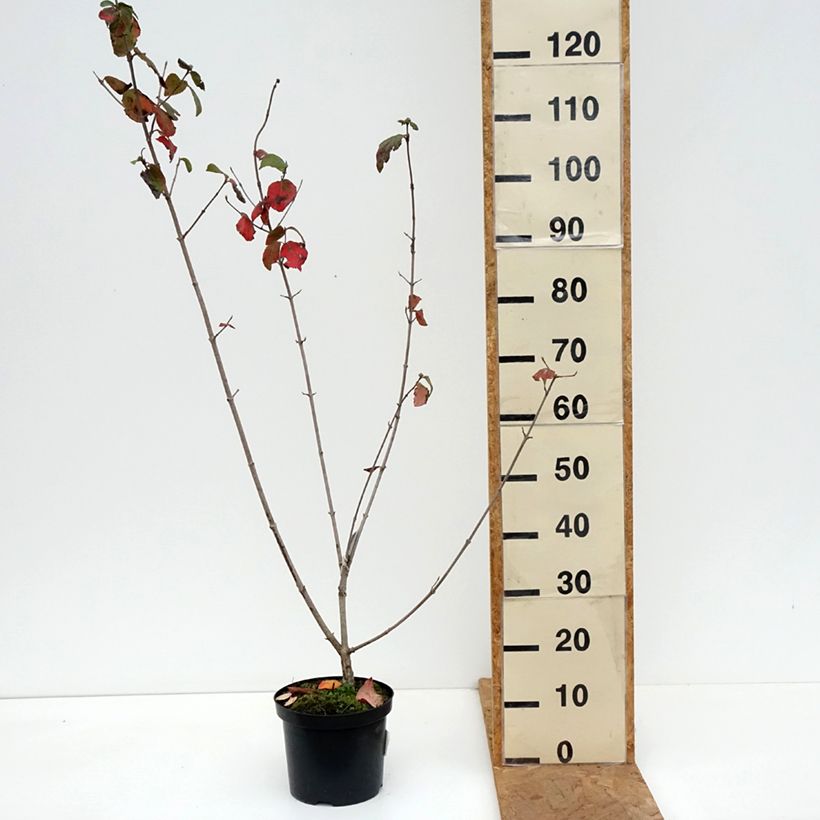 Esemplare di Viburnum carlcephalum Vaso da 3L/4L come consegnato in autunno