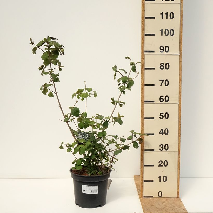 Esemplare di Viburnum carlcephalum Vaso da 7,5L/10L consegnato in estate