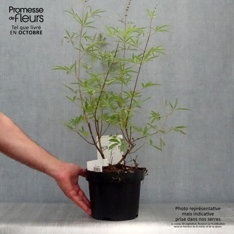 Esemplare di Vitex agnus-castus Albus - Agnocasto Vaso da 3L/4L come consegnato in autunno