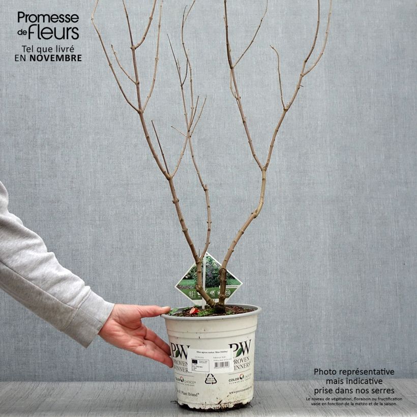 Esemplare di Vitex agnus-castus Blue Didley - Agnocasto Vaso da 3L/4L come consegnato in autunno