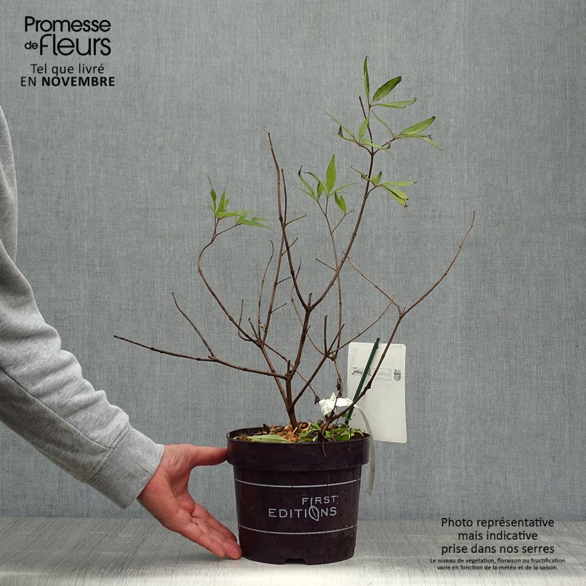 Esemplare di Vitex agnus-castus Delta Blues - Agnocasto Vaso da 3L/4L come consegnato in autunno