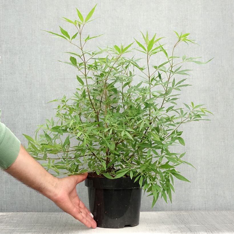 Esemplare di Vitex agnus-castus Delta Blues - Gattilier Pot de 3L/4L consegnato in estate