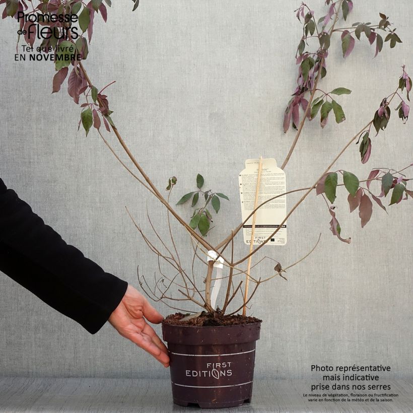 Esemplare di Vitex agnus-castus Flip Side - Agnocasto Vaso da 3L/4L come consegnato in autunno